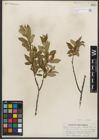 Foto von Salix serissima (L. H. Bailey) Fern.